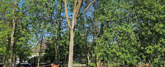 Indy tree trimming service