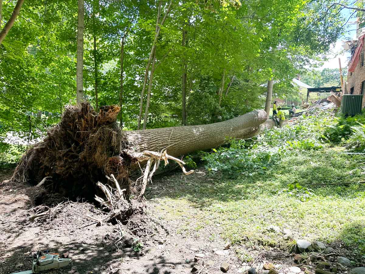 Indianapolis Tree Storm Damage Indianapolis Tree Storm Damage