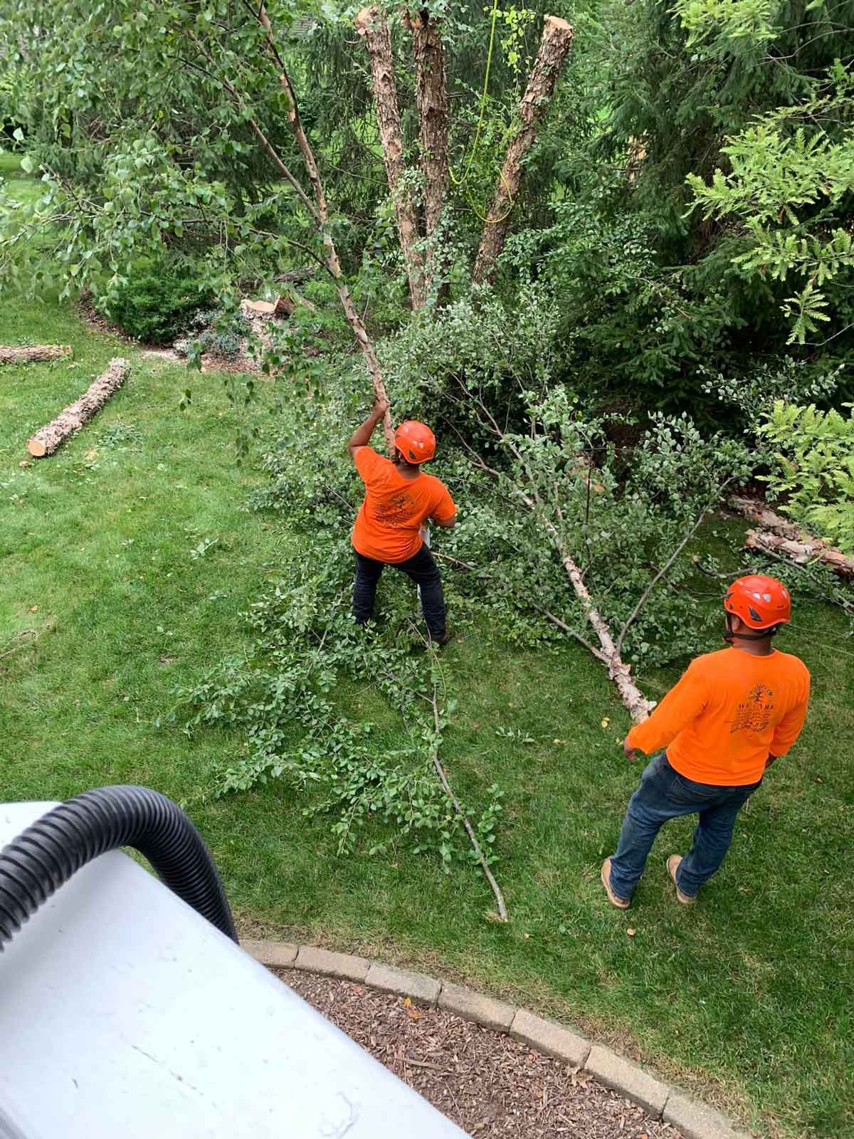 We Care Tree Service We Care Tree Service