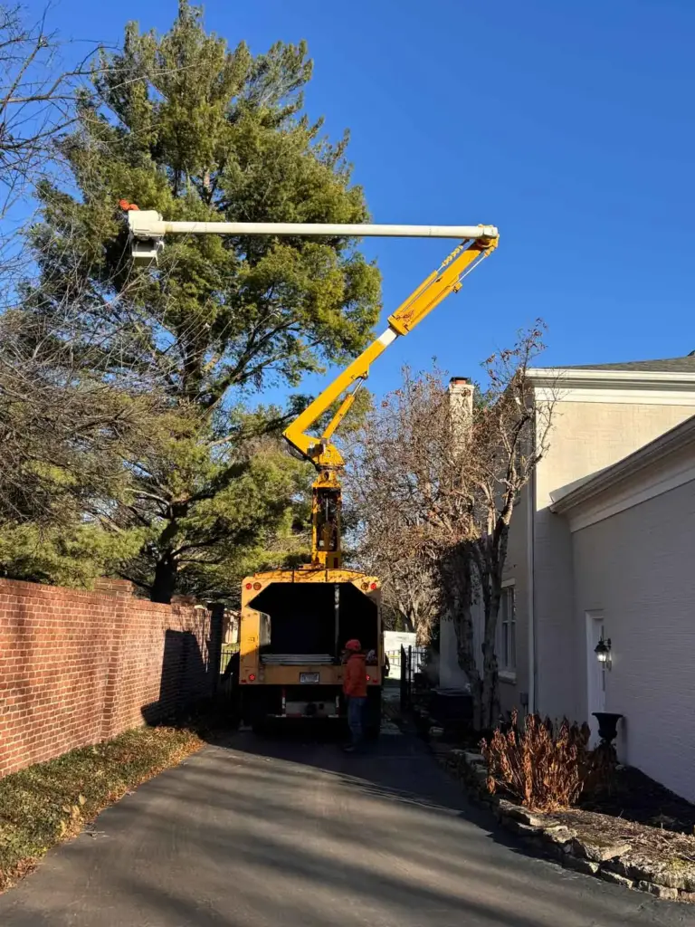 Bucket truck in a narrow alley trimming a pine tree in Zionsville, IN