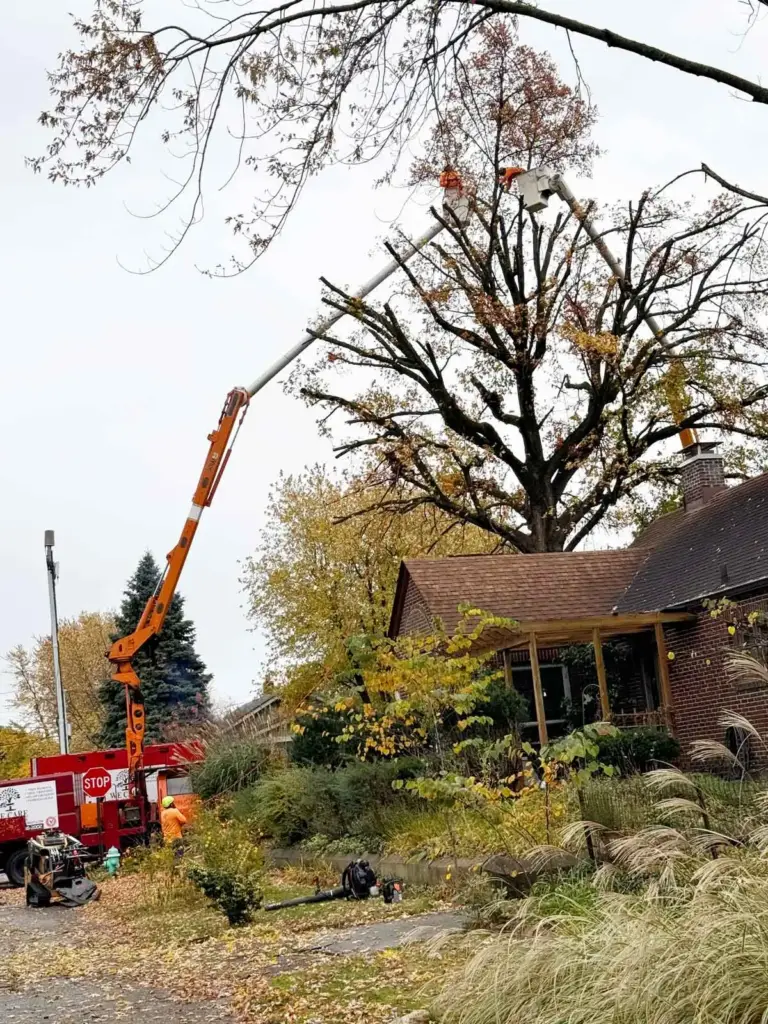 Bucket truck raised beside a house to reach a large tree in Westfield, IN