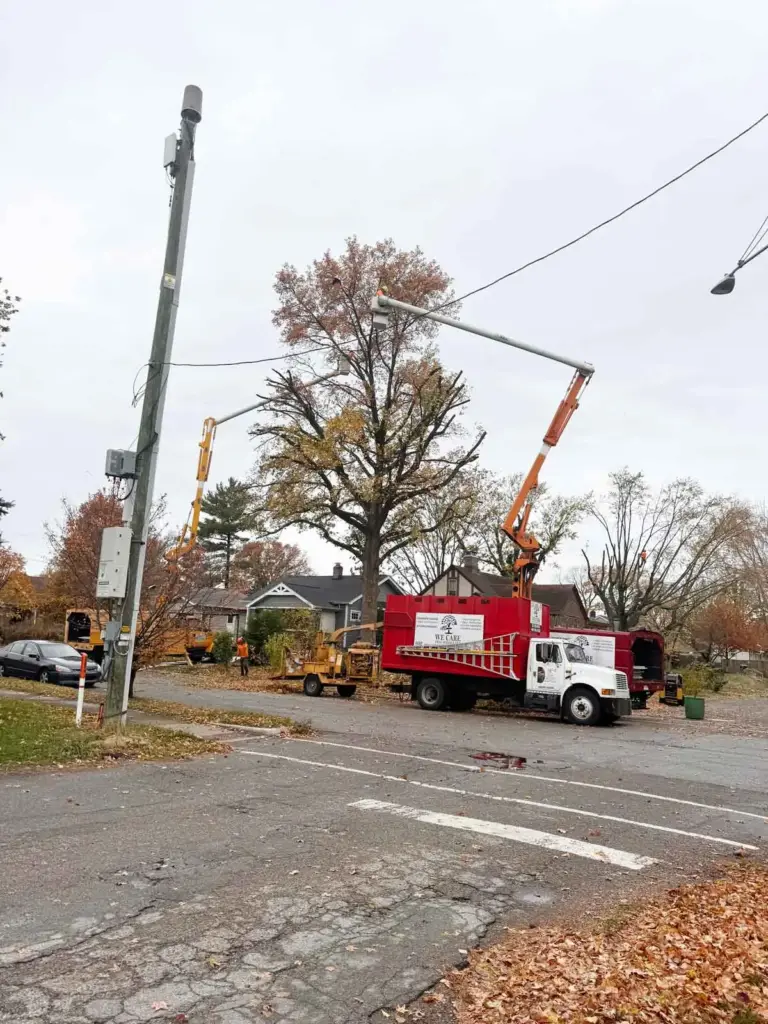 Bucket truck trimming a tree near power lines in Zionsville, IN