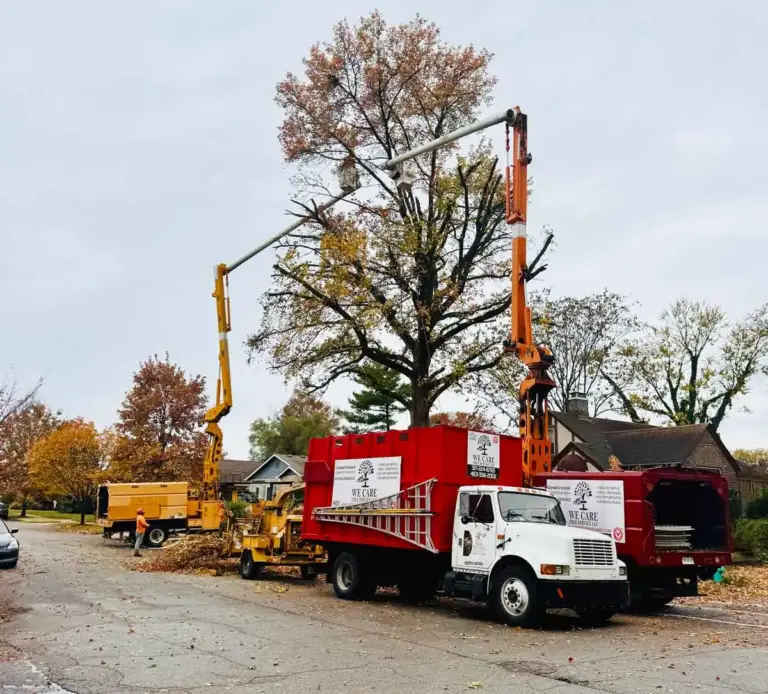 Bucket trucks working on a large tree along a residential street