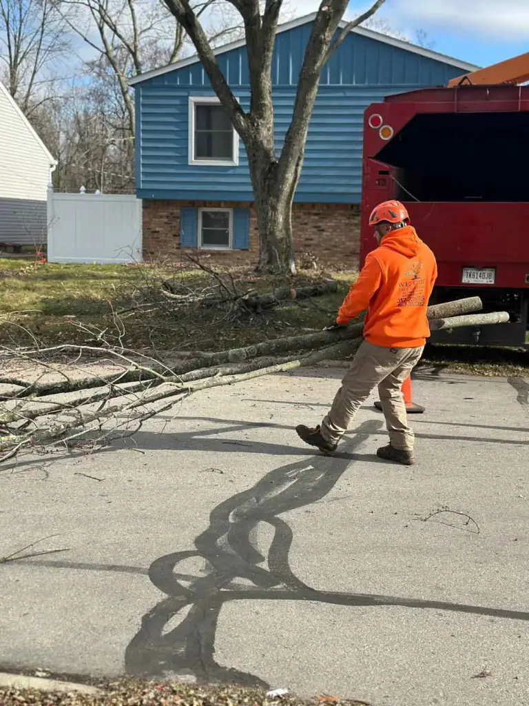 Crew member dragging cut limbs across a driveway in Zionsville, IN