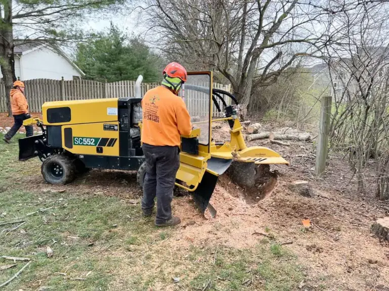 Crew member grinding a tree stump with a stump grinder