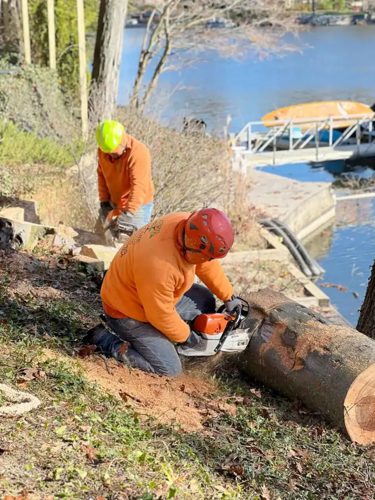 Crew member sawing a log section near the water in Westfield, IN