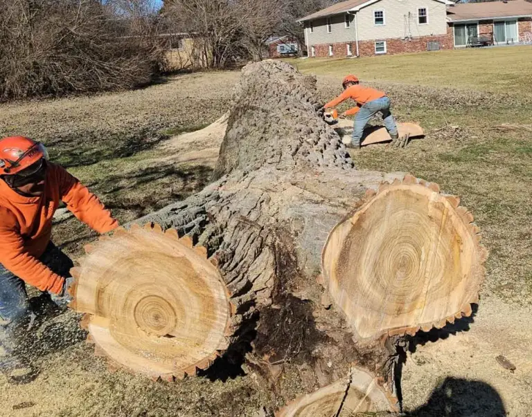 Crew rolling large log rounds across a lawn