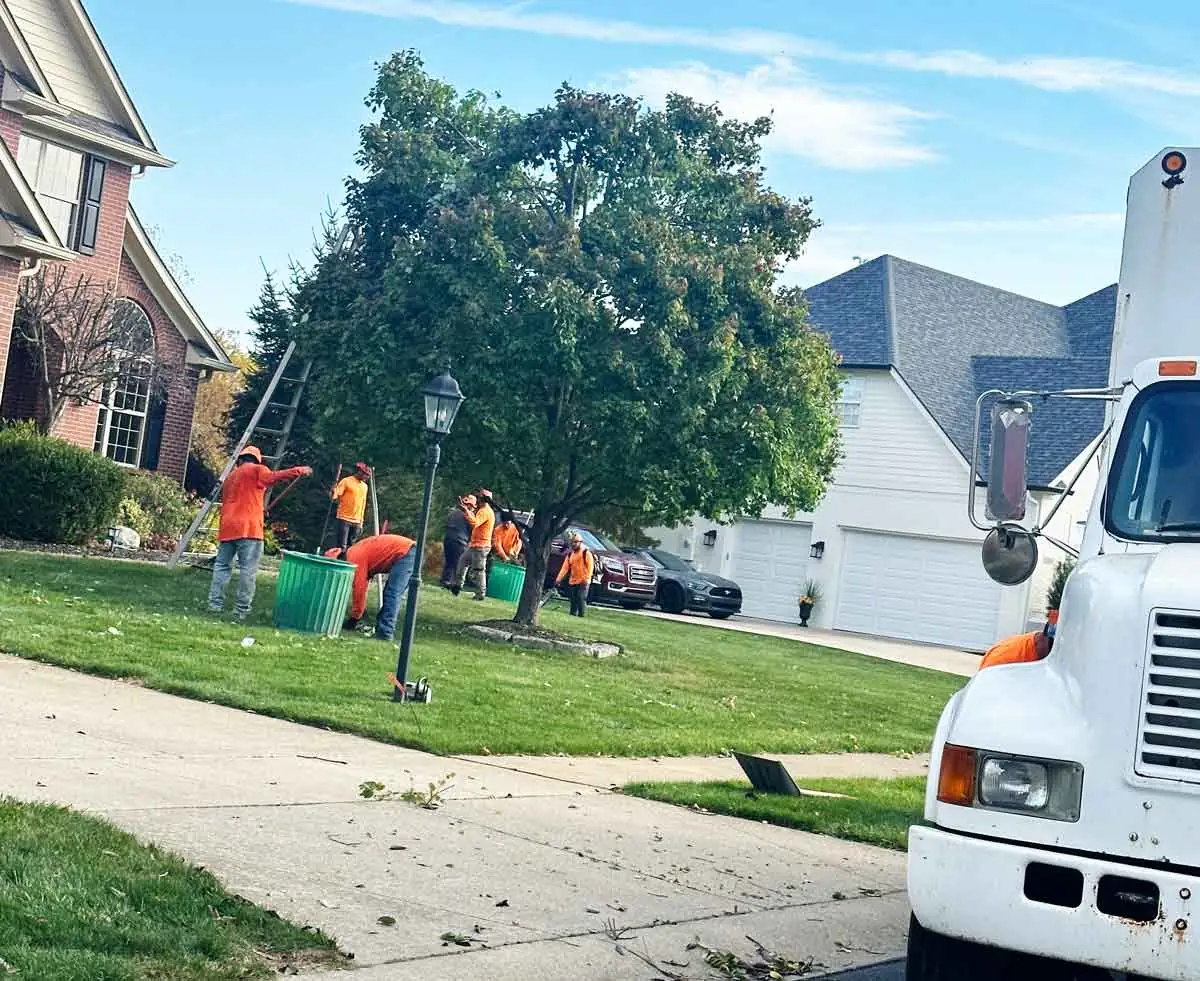 Crew trimming a front-yard tree from ladders