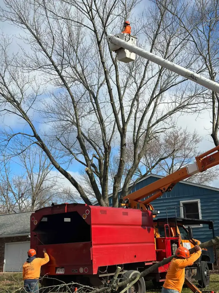 Crew working beside a bucket truck under a large bare tree
