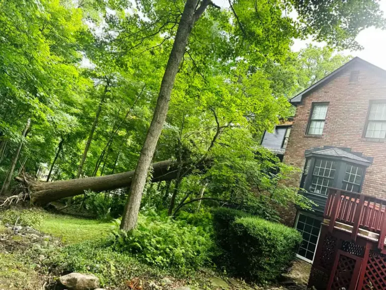 Fallen tree lying across a backyard next to a brick home in Zionsville, IN
