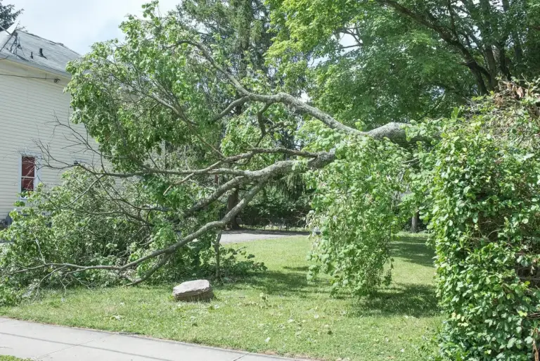 Large broken tree limb lying across a lawn
