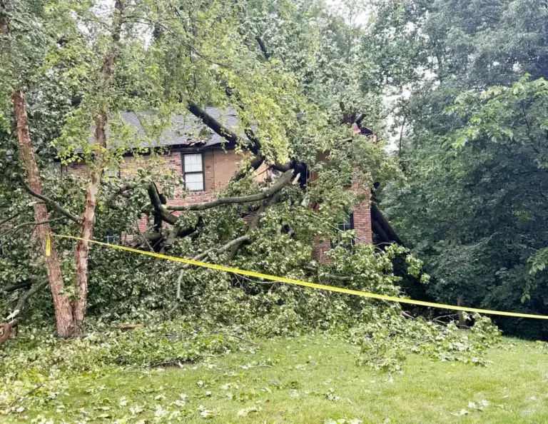 Large tree fallen against a house with caution tape across the yard