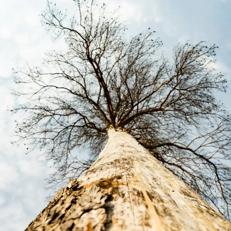 Looking up the trunk of a dead tree with bare branches