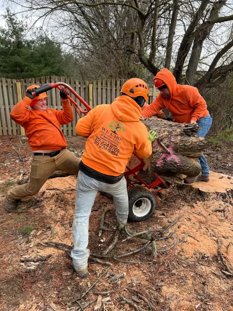 Three crew members grinding out a stump in a fenced yard in Westfield, IN