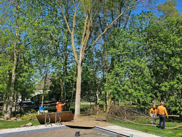 Tree crew clearing limbs beside a covered backyard pool