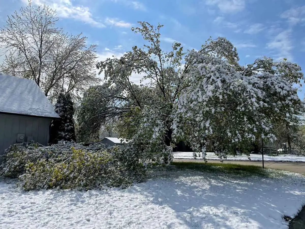 Tree split apart under heavy snow with broken limbs in the yard in Indianapolis