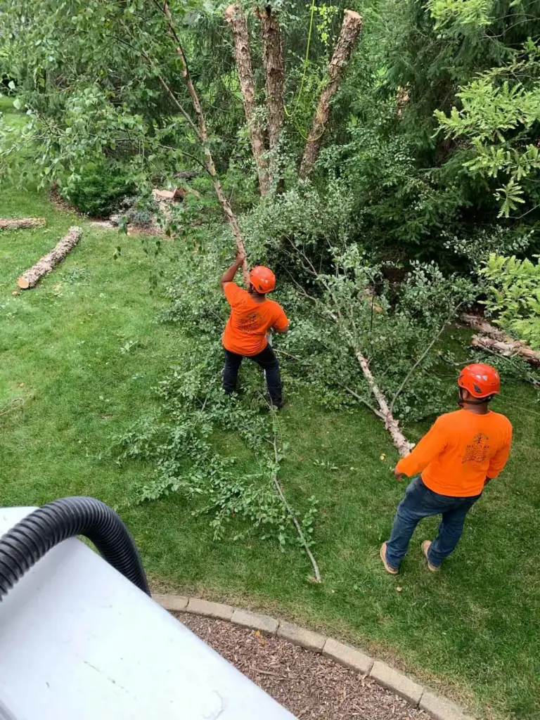 Two crew members clearing cut limbs from a lawn in Westfield, IN