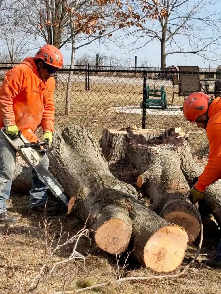 Two crew members sawing a large trunk into sections
