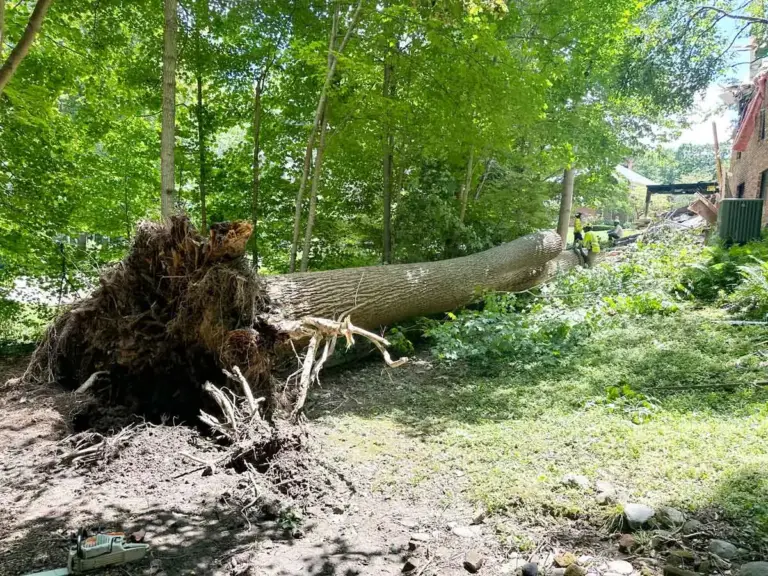 Uprooted tree lying on its side with the root ball exposed